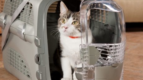 trasnportar-seu-gato-3-500×500